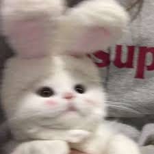 ایرم جاوید avatar